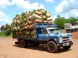 Ganjapreneur Report: Uruguayan Cannabis Producer Plans to Export MMJ Oil