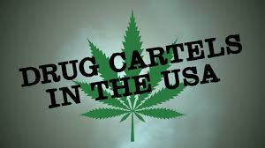 USA: NBC Report On Rise Of Foreign Drug Cartels Using Regulated States To Shroud Illegal Cannabis Cultivation & Distribution