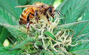Researcher Says Growing Hemp Will Help  Stabilize Bee Populations