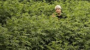 Oregon’s medical marijuana program admits to problems with MMJ oversight