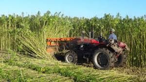 South China Morning Post Details Growth of Hemp Production In China