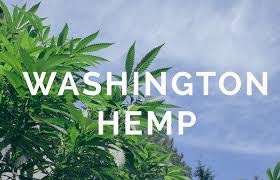 Washington May Hike Hemp Grow Licenses From $300 - $7500 pa