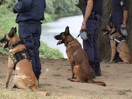 Greek Police Dog Sniffs Out 32 Kilos of Hash