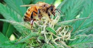 Hemp Could Help Bees