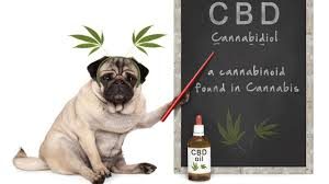 CA: Proposed bill  prevents California Veterinary Medical Board from taking special enforcement against vets who recommend cannabis products,