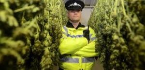 UK Media Report Says Only 22% Of Cannabis Production Crimes Led To A Charge In 2018, Down 10% From 2017