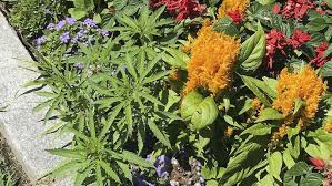 Anonymous gardeners plant cannabis plants in the Vermont Statehouse official gardens