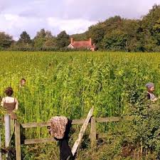 UK hemp farm could lose £200,000 in crop destruction