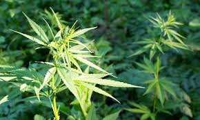 New Washington state law worries marijuana growers over cross-pollination from hemp farms
