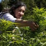 photo of Wake Up California Cannabis Growers It’s 2019 image