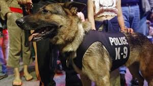 Florida To Retire Drug Sniffing Dogs