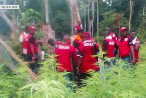 Nigeria: NDLEA destroys 10-hectare Indian hemp plantation in Kogi
