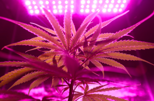 How to Qualify for a Medical Marijuana Card in Florida