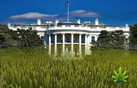 USDA Hemp Rules Now Drafted & Submitted To White House For Approval