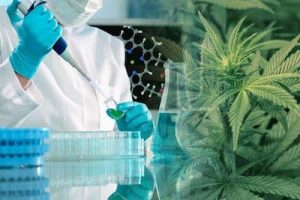 US government awards $3M to fill gaps in medical marijuana research