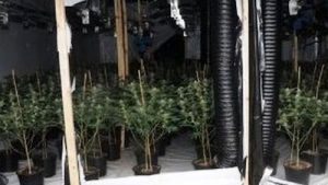 Vietnamese Children Trafficked To UK To Tend Cannabis Grow