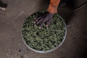 Article - South Africa: Regulated Cannabis Could Affect Over 900K Small Growers