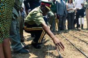 Zimbabwean company sows first legal hemp seeds