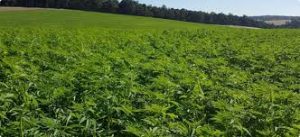 Hemp Farmers In The US Hampered By Lack Of Industry Knowledge