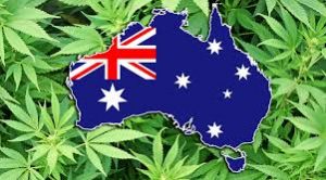 Leading Australian research company says 42% of Australians now support legalisation of marijuana, up 9% points in just four years