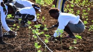 Jamaica: Organic Growth Holdings Start Planting Hemp