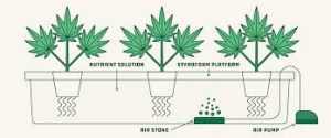 How to grow hydroponic weed?