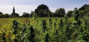 Cannabis pioneer Jersey Hemp on a high with £2m funding boost