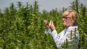 DEA To Grow 3,200,000 Grams Of Research Cannabis In 2020