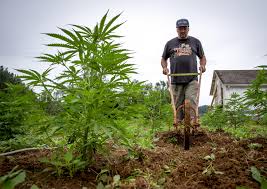 Oregon Hemp Farmers Face Uncertain Future, Currently OR Has More Acres Devoted To Growing Hemp Than Potatoes & Onions Combined.