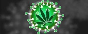 States Deem Medical Marijuana Essential Industry Amidst COVID-19 Emergency