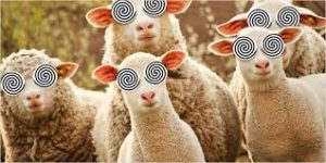 Baaa!  Western Australian Government Eyes Hemp For Sheep Fodder