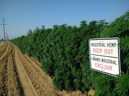 Apothio Sues Kern County, Calif., for Alleged Government Destruction of 500 Acres of Hemp