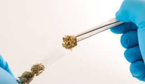 USA: NIDA(National Institute of Drug Abuse) Releases Request for Information on THC Dosing Standards