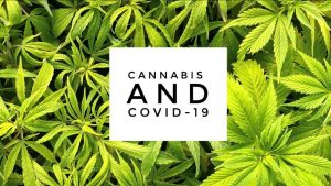 Cannabis Rises To COVID-19 Challenge