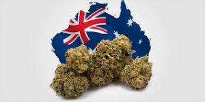 THC Global launches Aust-grown cannabis