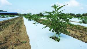 198 Farmers Applied for Licenses in Ohio’s First Year of Hemp Industry