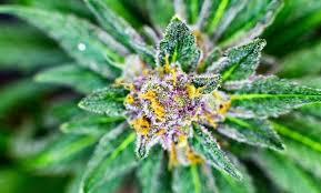 The best methods of smoking cannabis flower