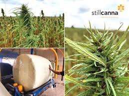 Stillcanna Signs Definitive Agreement to Acquire Sativa Group PLC of the United Kingdom