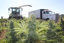 Is Hemp Taking Hold or Is Something Holding up Production?