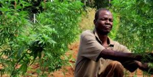 Malawi Looking To Hemp To Replace Tobacco With UK Investment Says Report
