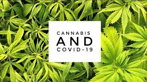 Cannabis Industry And CoVid19 Fighting It Out