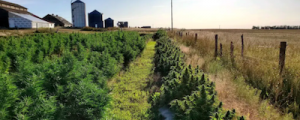 Wyoming: Judge tosses marijuana charges brought against hemp farmers