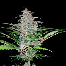 Experience the Ultimate Relaxation with Gangster Kush Strain