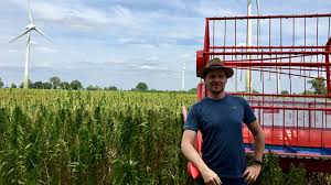 Poland, hemp production growing fast despite legal ambiguity, uneven enforcement
