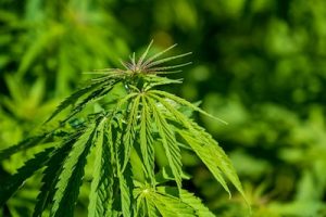 3 Interesting Facts of Marijuana I Wish I Had Known Earlier