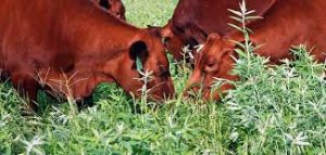 K-State researches the possibility of feeding industrial hemp to cattle