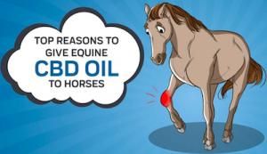 How is CBD Oil Products Helpful for Equines?
