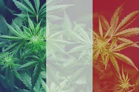 French To Roll Out Medical Cannabis Trial in 2021