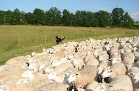 Oregon sheep study latest to study hemp potential as livestock feed