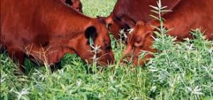 Two Studies Undertaken At Kanas State University On Incorporating Industrial Hemp In Cattle Feed